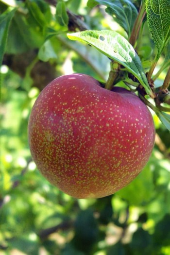 Плуот ‘Флейвор Супреме’ (гібрид абрикоса і сливи)|Pluot ‘Flavor Supreme’|Плуот ‘Флейвор Супреме’ (гибрид абрикоса и сливы)